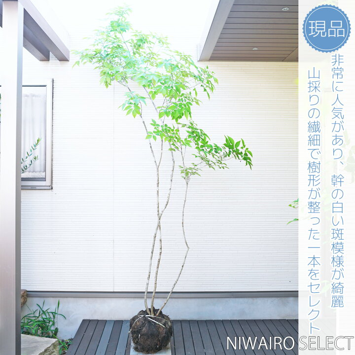 楽天市場】山採り【アオダモ】 株立ち 自然樹形 コバノトネリコ 樹高H 