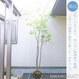 楽天市場】 山採りシリーズ 日陰で育った繊細な樹形 > アオダモ 模様が 
