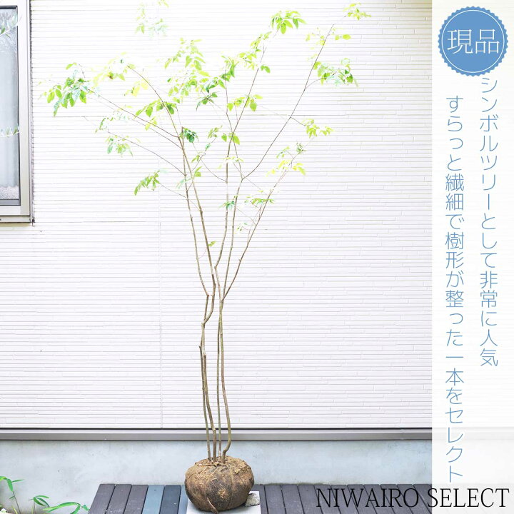 楽天市場】山採り【アオダモ】 株立ち 自然樹形 コバノトネリコ 樹高H 