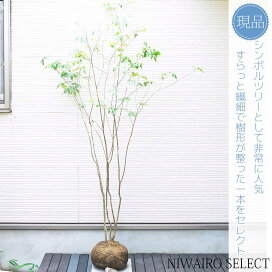 楽天市場】 山採りシリーズ 日陰で育った繊細な樹形 > アオダモ 模様が 