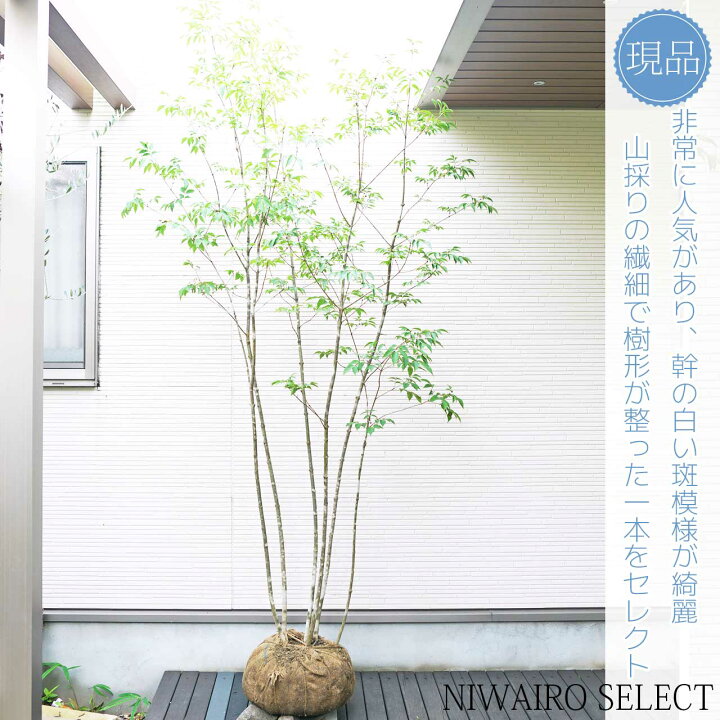 楽天市場】山採り【アオダモ】 株立ち 自然樹形 コバノトネリコ 樹高H 