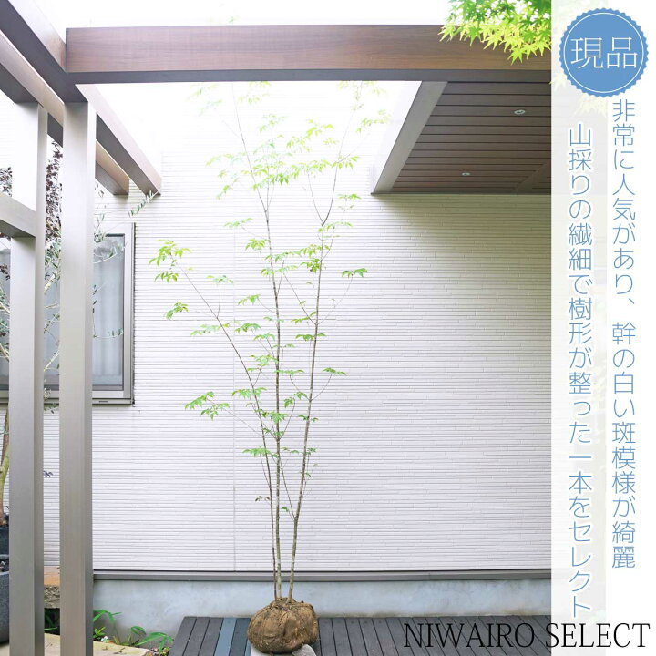 楽天市場】山採り【アオダモ】 株立ち 自然樹形 コバノトネリコ 樹高H 