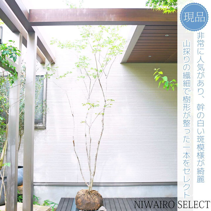 楽天市場】山採り【アオダモ】 株立ち 自然樹形 コバノトネリコ 樹高H 