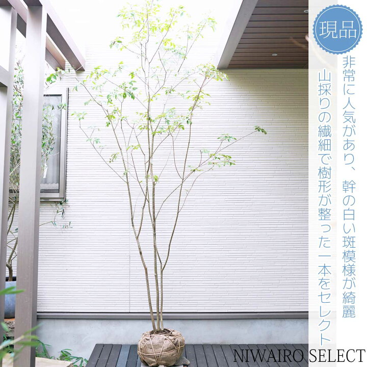 楽天市場】山採り【アオダモ】 株立ち 自然樹形 コバノトネリコ 樹高H 