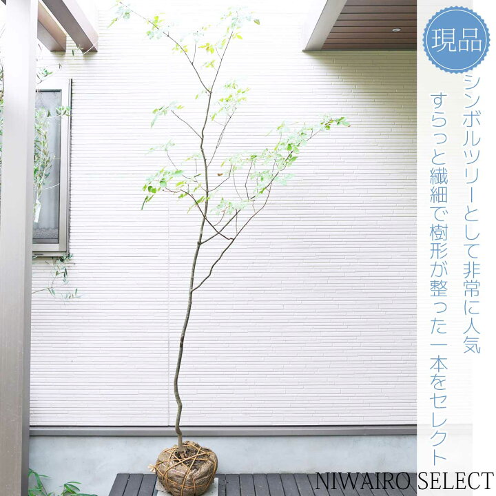 楽天市場】山採り【アオダモ】自然風樹形 コバノトネリコ 樹高H≒220  