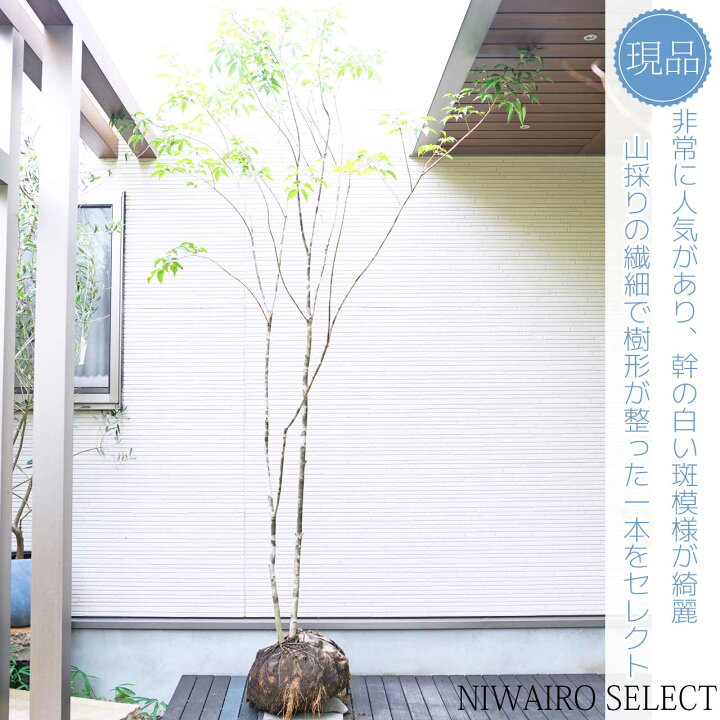 楽天市場】山採り【アオダモ】 株立ち 自然樹形 コバノトネリコ 樹高H 