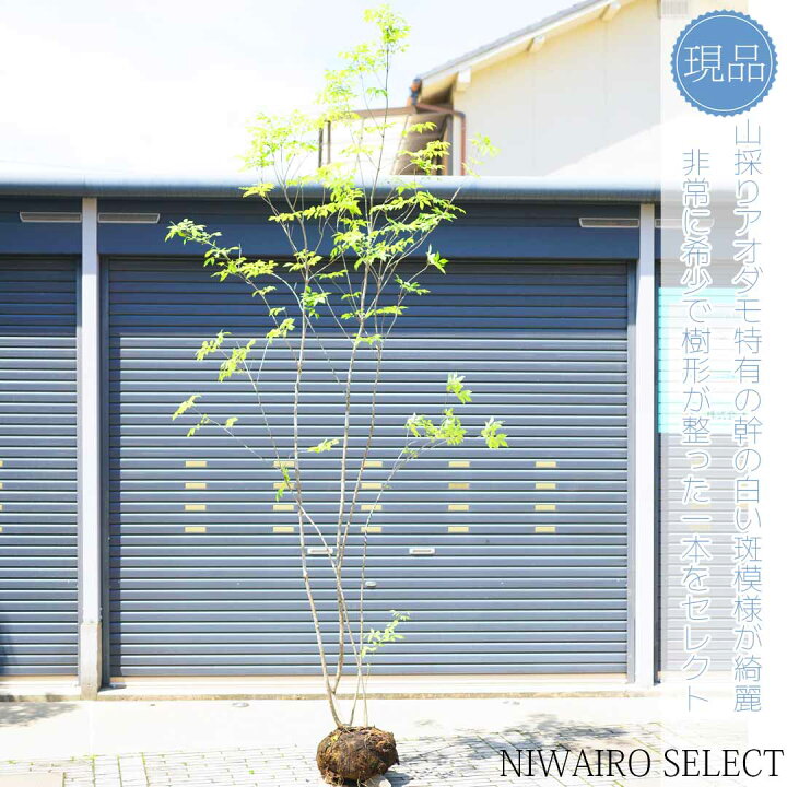 楽天市場】山採り【アオダモ】株立ち 自然風樹形 コバノトネリコ 樹高H 