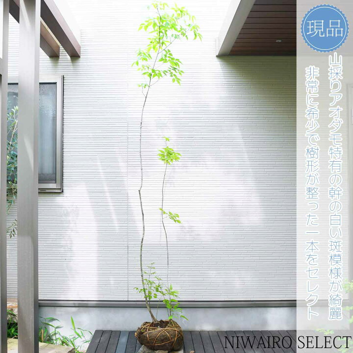 楽天市場】山採り【アオダモ】株立ち 自然風樹形 コバノトネリコ 樹高H 