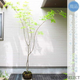 楽天市場】 山採りシリーズ 日陰で育った繊細な樹形 > アオダモ 模様が 