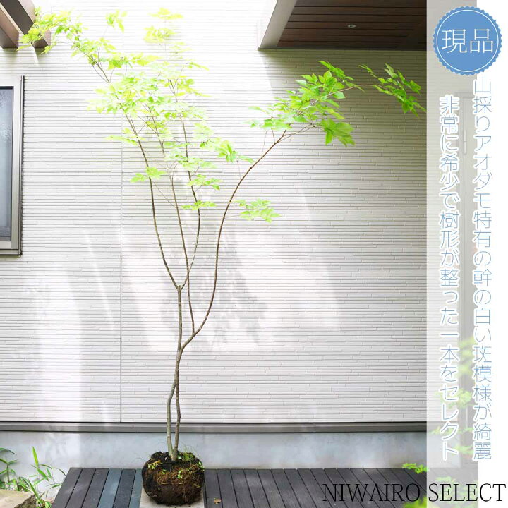 楽天市場】山採り【アオダモ】自然風樹形 コバノトネリコ 樹高H≒230 