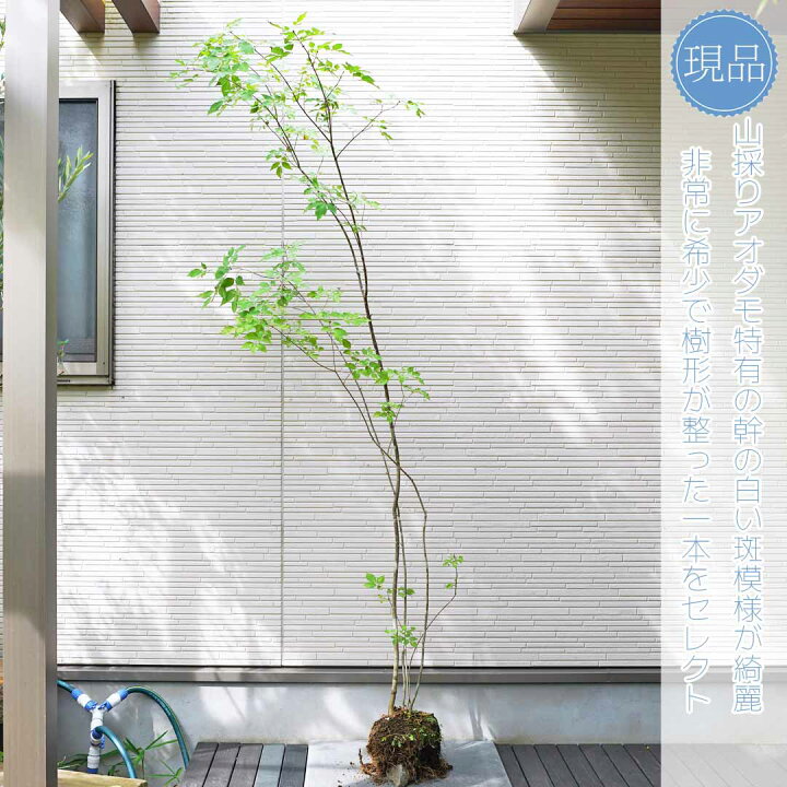 楽天市場】山採り【アオダモ】株立ち 自然風樹形 コバノトネリコ 樹高H 