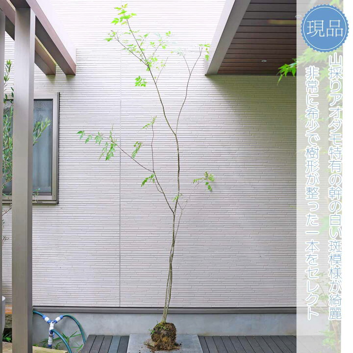 楽天市場】山採り【アオダモ】株立ち 自然風樹形 コバノトネリコ 樹高H 