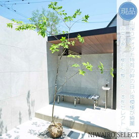 【現品】山採り【アオダモ】自然風樹形 コバノトネリコ　樹高H≒280 × 枝張W≒180cm　高木 落葉樹 シンボルツリー 植木 庭木 樹木 植栽 和風 洋風 ガーデニング おしゃれ【送料無料】