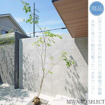 楽天市場】アオダモ 山採りの通販