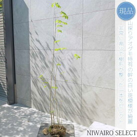【現品】山採り【アオダモ】株立ち 自然風樹形 コバノトネリコ　樹高H≒190 × 枝張W≒60cm　高木 落葉樹 シンボルツリー 植木 庭木 樹木 植栽 和風 洋風 ガーデニング おしゃれ【送料無料】