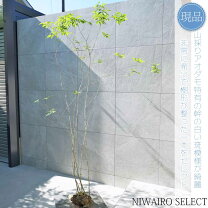 楽天市場】アオダモ 株立ち（植木｜ガーデニング・農業）：花 