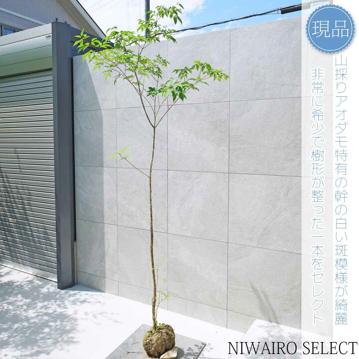 楽天市場】【現品】山採り【アオダモ】自然風樹形 コバノトネリコ 樹高 