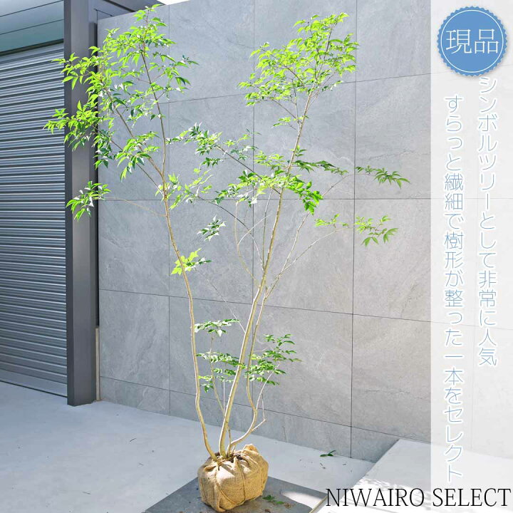 楽天市場】【現品】【アオダモ】株立ち 自然風樹形 コバノトネリコ 