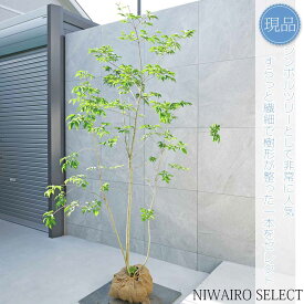 【現品】【アオダモ】株立ち 自然風樹形 コバノトネリコ　樹高H≒210 × 枝張W≒120cm　高木 落葉樹 シンボルツリー 植木 庭木 樹木 植栽 和風 洋風 ガーデニング おしゃれ【送料無料】
