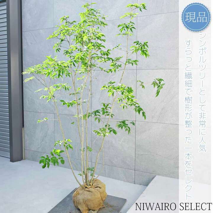 楽天市場】【現品】【アオダモ】株立ち 自然風樹形 コバノトネリコ 