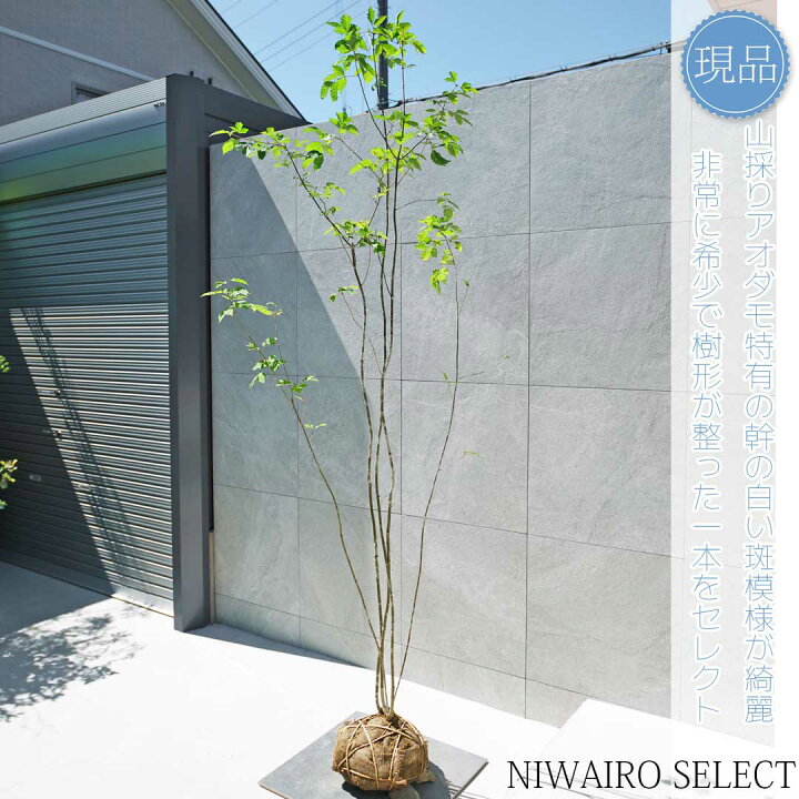 楽天市場】【現品】山採り【アオダモ】株立ち 自然風樹形 