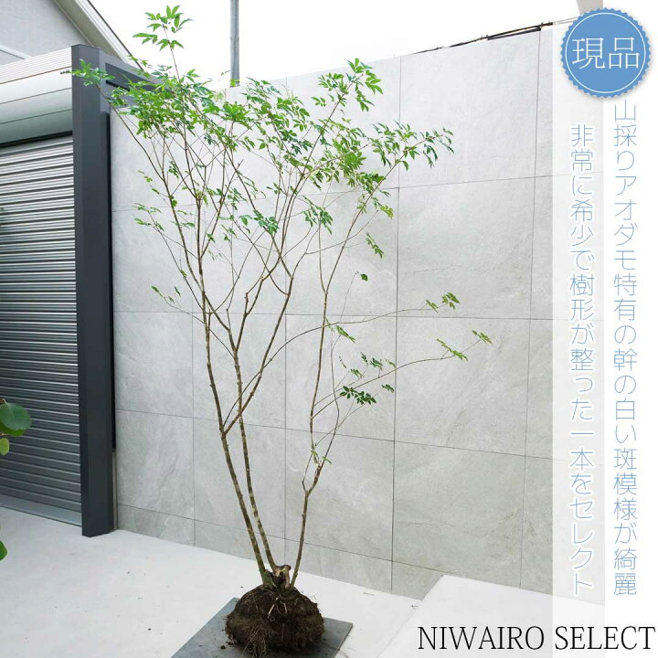 楽天市場】【現品】山採り【アオダモ】本株立ち 自然風樹形 