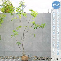 楽天市場】アオダモ 株立ち 3m（花・ガーデン・DIY）の通販