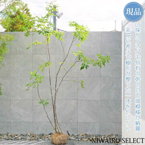 yizR̂yAI_z R` RomglR@H300 × }W170cm@ t V{c[ A   A a m K[fjO yz