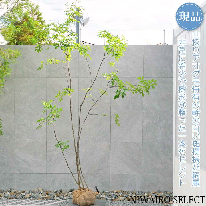 楽天市場】【現品】山採り【アオダモ】株立ち 自然風樹形 