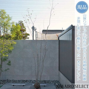 【現品】山採り【アオダモ】株立ち 自然風樹形 コバノトネリコ 樹高H≒450 × 枝張W≒170cm 高木 落葉樹 シンボルツリー 植木 庭木 樹木 植栽 和風 洋風 ガーデニング おしゃれ【送料無料】