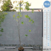 楽天市場】アオダモ 山採りの通販