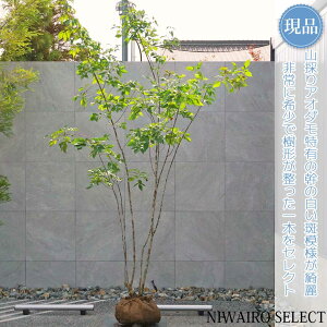 yizR̂yAI_z{ R` RomglR@H300 × }W180cm@ t V{c[ A   A a m K[fjO y