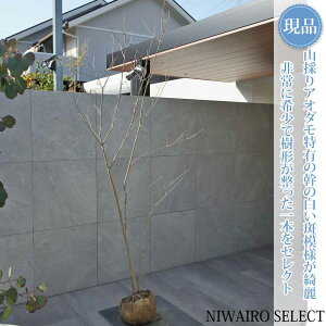 �y���i�z�R�̂�y�A�I�_���z������ ���R�����` �R�o�m�g�l���R�@����H��225 × �}��W��100cm�@���� ���t�� �V���{���c���[ �A�� ��� ���� �A�� �a�� �m�� �K�[�f�j���O �������y���������z