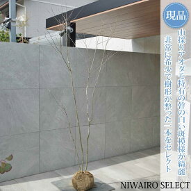 【現品】山採り【アオダモ】株立ち 自然風樹形 コバノトネリコ　樹高H≒220 × 枝張W≒100cm　高木 落葉樹 シンボルツリー 植木 庭木 樹木 植栽 和風 洋風 ガーデニング おしゃれ【送料無料】