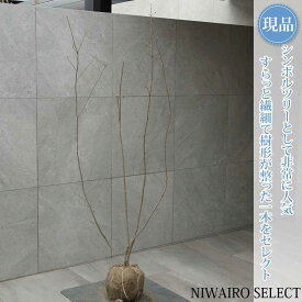 【現品】【アオダモ】株立ち 自然風樹形 コバノトネリコ　樹高H≒160 × 枝張W≒70cm　高木 落葉樹 シンボルツリー 植木 庭木 樹木 植栽 和風 洋風 ガーデニング おしゃれ【送料無料】