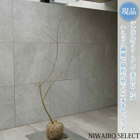 【現品】【アオダモ】自然風樹形 コバノトネリコ　樹高H≒145 × 枝張W≒60cm　高木 落葉樹 シンボルツリー 植木 庭木 樹木 植栽 和風 洋風 ガーデニング おしゃれ【送料無料】