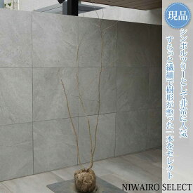 【現品】【アオダモ】株立ち 自然風樹形 コバノトネリコ　樹高H≒180 × 枝張W≒80cm　高木 落葉樹 シンボルツリー 植木 庭木 樹木 植栽 和風 洋風 ガーデニング おしゃれ【送料無料】