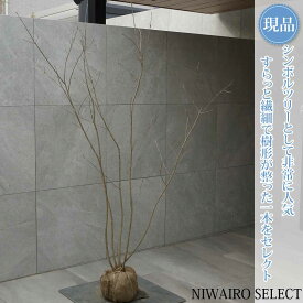 【現品】【アオダモ】株立ち 自然風樹形 コバノトネリコ　樹高H≒170 × 枝張W≒120cm　高木 落葉樹 シンボルツリー 植木 庭木 樹木 植栽 和風 洋風 ガーデニング おしゃれ【送料無料】