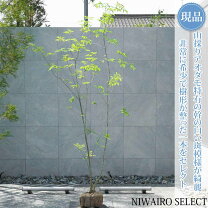 楽天市場】アオダモ 山採りの通販