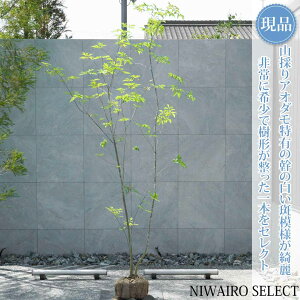 アオダモ 植木 株立」の人気商品一覧・価格比較 - 価格.com