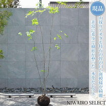 楽天市場】山採り アオダモの通販