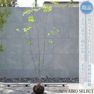 アオダモ 植木 株立」の人気商品一覧・価格比較 - 価格.com