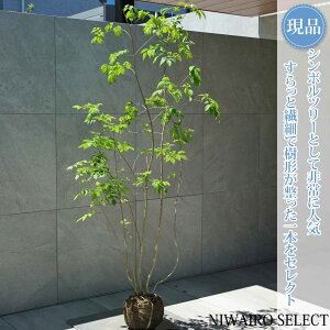 植木 盆栽 アオダモ」の人気商品一覧・価格比較 - 価格.com