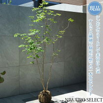 楽天市場】アオダモ 株 立ち 3m（植木｜ガーデニング・農業）：花 