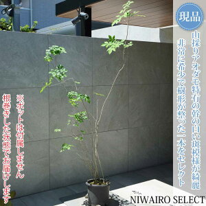 アオダモ 植木」の人気商品一覧・価格比較 - 価格.com