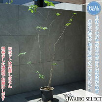 楽天市場】アオダモ（ガーデニング・農業｜花・ガーデン・DIY）の通販
