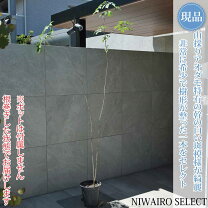 楽天市場】アオダモ 山採りの通販