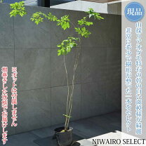 楽天市場】山採り アオダモの通販