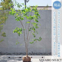 株立ち アオハダ 庭木 現品発送 アオハダ 本株立ち 樹高1 8-2 2m 根