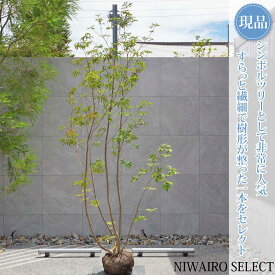 【現品】【アオダモ】株立ち 自然風樹形 コバノトネリコ　樹高H≒280 × 枝張W≒130cm　高木 落葉樹 シンボルツリー 植木 庭木 樹木 植栽 和風 洋風 ガーデニング おしゃれ【送料無料】